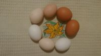 Лот: 9228523. Фото: 4. Инкубационное яйцо куры несушки. Красноярск