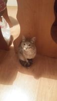 Лот: 9393536. Фото: 2. Молодая кошка. Животные и уход