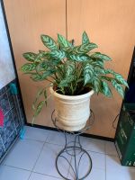 Лот: 12313010. Фото: 5. Аглаонема,большой куст! Взрослое...