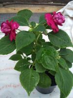 Лот: 2965770. Фото: 5. Бальзамин Burgundy Rose цветущий...
