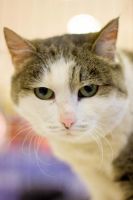 Лот: 6717655. Фото: 3. Взрослая спокойная кошка бесплатно... Растения и животные