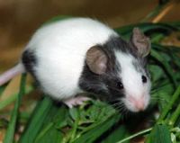 Лот: 3600092. Фото: 7. Японские мыши