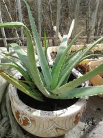 Лот: 9494932. Фото: 4. Алоэ вера. Красноярск