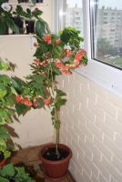 Лот: 4447834. Фото: 5. Абутилон Бэлла красный 10 (цветущий...