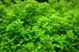 Лот: 21984430. Фото: 3. ✅Меристемное растение Hemianthus... Растения и животные