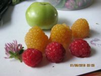 Лот: 7781299. Фото: 4. Желтый гигант -малина саженец... Красноярск