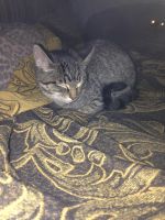 Лот: 12120547. Фото: 3. помогите найти котенку дом котенок... Растения и животные