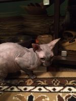 Лот: 7338746. Фото: 3. Котенок Сфинкс. Растения и животные