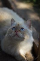 Лот: 5847763. Фото: 2. Шикарный породистый кот бесплатно. Животные и уход