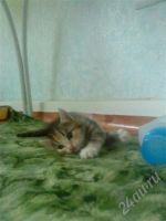 Лот: 519886. Фото: 3. Срочно возьмите котенка!. Растения и животные