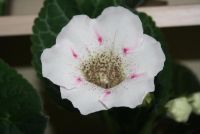 Лот: 4336192. Фото: 4. Глоксиния белая с черными точками. Красноярск