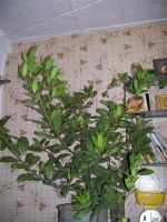 Лот: 2377486. Фото: 2. Лавр. Комнатные растения и уход