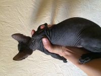 Лот: 12252413. Фото: 3. Котенок сфинксенок. Растения и животные