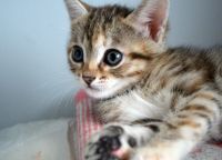 Лот: 3507486. Фото: 4. Котята-девочки, 2 месяца. Красноярск