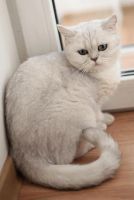 Лот: 3884985. Фото: 3. Британская Кошка окрас - Шиншилла. Растения и животные