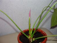 Лот: 2264401. Фото: 2. Антуриум Sensa зацветает. Комнатные растения и уход