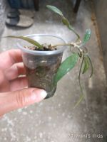 Лот: 12576905. Фото: 6. хойя ( h. mirabilis clon A) с...