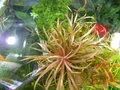 Лот: 5642249. Фото: 2. Бликса японская (Blyxa japonica... Аквариумистика