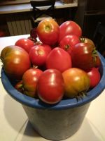 Лот: 14465702. Фото: 2. Помидоры. Продукты