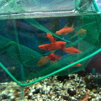 Лот: 20680317. Фото: 13. Меченосец; Ситцевый, ананас, черные...