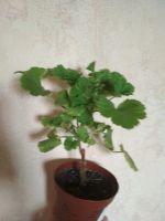 Лот: 1901716. Фото: 2. Королевская пеларгония - Оливия. Комнатные растения и уход