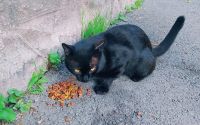 Лот: 16261908. Фото: 2. Общительный чёрный кот, ласковый... Животные и уход