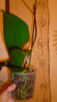 Лот: 5415634. Фото: 3. Орхидея фаленопсис F32(отцвела... Растения и животные