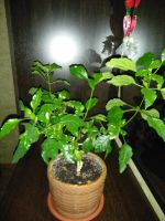 Лот: 19138710. Фото: 2. Кроссандра. Комнатные растения и уход