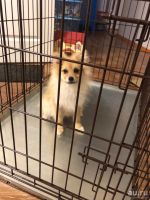 Лот: 18115385. Фото: 3. Клетка для собак №3 металлический... Растения и животные