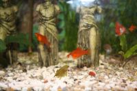 Лот: 7323000. Фото: 3. аквариумные рыбки меченосцы 3... Растения и животные