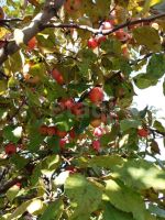 Лот: 25763537. Фото: 20. 3-комн. дача , садоводческое некоммерческое...