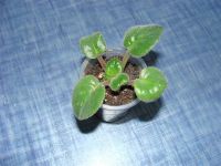 Лот: 1547733. Фото: 2. фиалка НК-Небесная лазурь, детка. Комнатные растения и уход