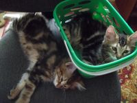 Лот: 7703463. Фото: 5. Продам чудесных котят. Курильский...