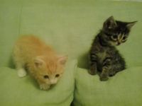 Лот: 4504828. Фото: 6. Отдам котенка