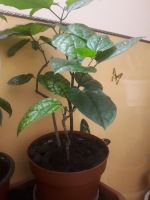 Лот: 14169557. Фото: 6. "Клеродендрум Томсона" или цветок...