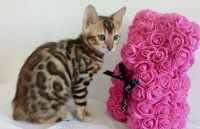 Лот: 15788769. Фото: 2. Бенгальский котенок CATTY. Животные и уход