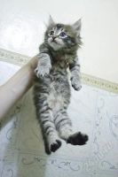 Лот: 2143536. Фото: 3. кошарик месячный в добрые ручки... Растения и животные