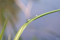 Лот: 17792386. Фото: 4. Макро объектив Super Macro Lenz...