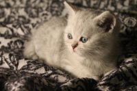 Лот: 4851220. Фото: 3. котенок британец окраса вискас. Растения и животные