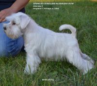Лот: 12105684. Фото: 4. Щенок белого цвергшнауцера, девочка. Красноярск