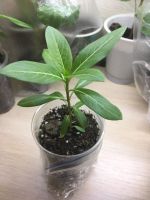 Лот: 12017207. Фото: 4. Катарантус ( барвинок). Красноярск