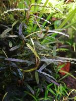 Лот: 18364981. Фото: 4. Bucephalandra Belindae P. Boyce... Красноярск