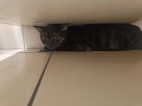 Лот: 25605069. Фото: 2. Кошечка хищница. Животные и уход