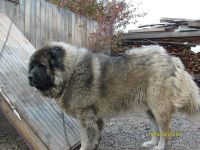 Лот: 2187369. Фото: 2. Продам щенков кавказской овчарки... Животные и уход