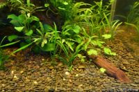 Лот: 10547711. Фото: 11. (уценка) Грунт UDeco River Dark...
