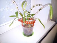 Лот: 11341483. Фото: 2. Орхидея дендробиум ирен смайл. Комнатные растения и уход