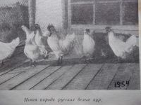 Лот: 4757255. Фото: 4. Цыплята породы Русской Белой курицы. Красноярск