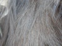 Лот: 7992682. Фото: 2. Шкура медведя. Охота