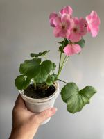 Лот: 25410981. Фото: 3. Пеларгония зональная мини, цветет. Растения и животные