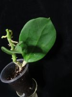 Лот: 16409830. Фото: 4. Хойя-Hoya Pachyclada yellow corona. Красноярск